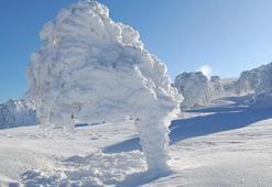 Karla kaplı yaylada ağaçlar buz tuttu