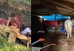 At kestikleri öne sürülen 2 şüpheli, operasyonla yakalandı