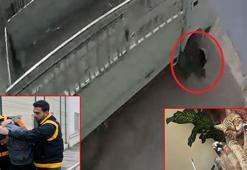 Kamyonetiyle kediyi ezen sürücüye 1 ay hayvan barınağında çalışma cezası