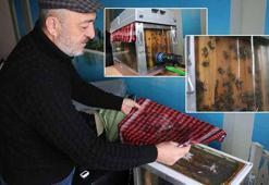 15'inci kattaki evinin oturma odasına arı kovanı sistemi kurdu