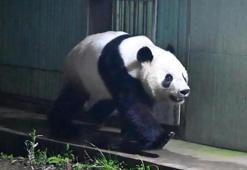 Japonya'daki son iki dev panda Çin'e döndü