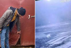 Sisli havada köye inen kurt, ağıldaki 200 koyunu öldürdü