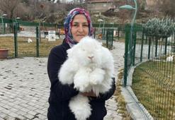 Türkiye'de nesli tükenen Ankara tavşanı yeniden yetiştiriliyor
