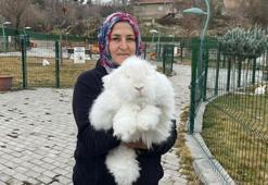 Türkiye'de nesli tükenen Ankara tavşanı yeniden yetiştiriliyor