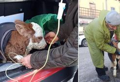 Buzağıya otomobil bagajında serum takıldı