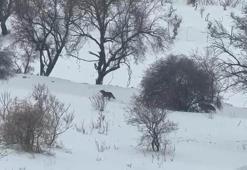 Gercüş’te aç kalan kurtlar, yerleşim alanına indi