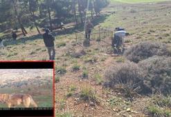 Dağ ceylanı, çizgili sırtlan ve kurt aynı habitatı paylaşıyor