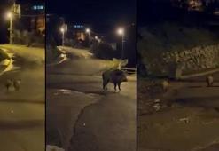 Zonguldak’ta aç kalan domuzlar şehre indi