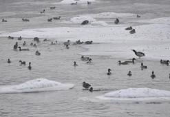 Yeşilbaş ördeklerin yüzeyi kısmen donan çayda yaşam mücadelesi