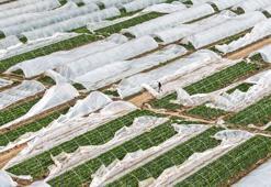 Yağmur ve hortum, sebze-meyveyi vurdu