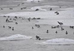 Yeşilbaş ördeklerin yüzeyi kısmen donan çayda yaşam mücadelesi