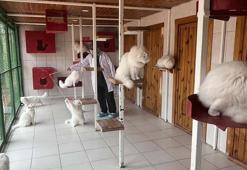 Ankara kedisini yaşatan merkezden 700'e yakın sahiplendirme