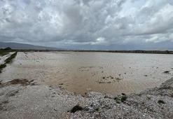 İzmir'de yağışlar çiftçinin yüzünü güldürdü
