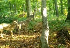 Ormanda gezen kurt sürüsü fotokapanla görüntülendi