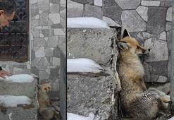 Yaralı tilkiye Başkan Demir sahip çıktı