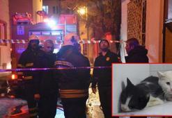 Kedilerin beslendiği evde yangın; 26 kedi öldü