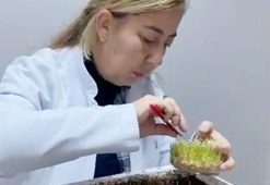 Eksi 21 derece kışa dayanıklı tohum çeşitleri geliştiriyorlar