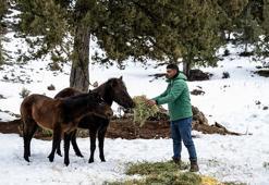 Toros Dağları’ndaki yılkı atlarına yiyecek desteği