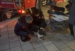Boş evin balkonunda mahsur kalan kediyi itfaiyeciler kurtardı