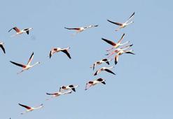 Ayvalık'ta kuş sayısı 14 bini aştı; sulak alanlar tehlikede