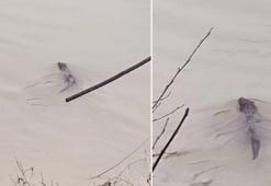 Bartın Irmağı'nda su samuru görüldü