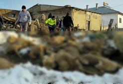 Üzerinde kar biriken ağıl çöktü, 40 koyun öldü