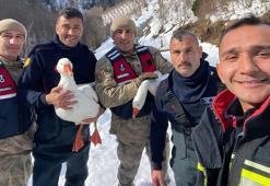 Kaybolan kazları ekipler buldu