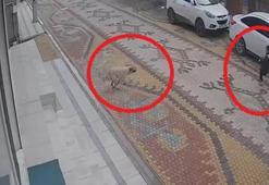 Esnafın, çocuğu, sokak köpeğinin saldırısından kurtardığı anlar kamerada