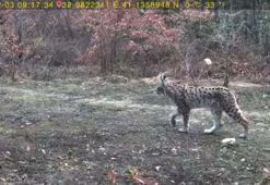 Karabük’te yaban hayatı fotokapanla görüntülendi