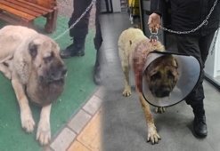 Kangal köpeğinin boynundaki 9 kiloluk tümör operasyonla çıkarıldı