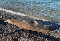 Bodrum'da kıyıda uyuyan fok ilgi odağı oldu