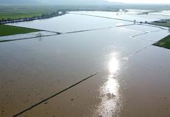Menderes Nehri taştı: 2 bin dönümlük arazi sular altında kaldı
