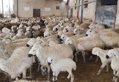 'Aksaray'da, 1 milyon küçükbaş varlığı var'