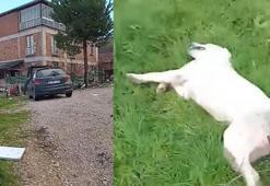 Bahçesine giren sokak köpeğini tüfekle vurup öldürdü