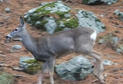Ormanda dolaşan karaca fotokapanla görüntülendi