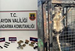 Kuşadası’nda ruhsatsız silah ve maymun ele geçirildi