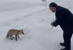 Belediye başkanı karlı yolda aç kalan tilkiyi eliyle besledi