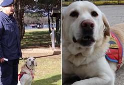 Jandarmanın iz takip köpeği ‘Medyum’ törenle emekliye ayrıldı