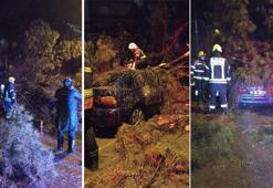 Aydın’da seyir halindeki otomobilin üzerine ağaç devrildi; çift yaralandı