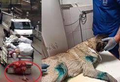 Kamyonete bağlanarak sürüklenen köpek kurtarıldı