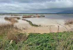 Büyük Menderes Nehri yine taştı; Söke Ovası'nı su bastı