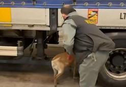 Edirne'de 240 kilo skunk ele geçirildi