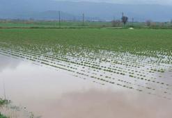 Küçük Menderes Nehri taştı; Ödemiş ilçesinde tarım alanları ve ahırları su bastı
