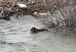Köprüden nehre düşen sokak köpeği, yüzerek kıyıya ulaştı