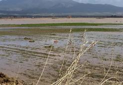 Irlamaz Çayı taştı, Turgutlu Ovası su altında kaldı