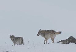 Köye inen kurtlar dronla görüntülendi