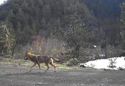 Yaban hayvanları fotokapanlar tarafından görüntülendi
