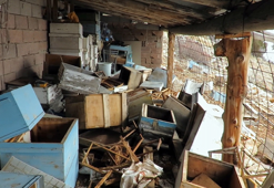 Ayı, tarihi 'hanay'lara girip balları yedi; arıcılar yardım istedi