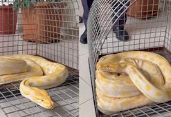 Gösteride kullanılan yılana el konuldu