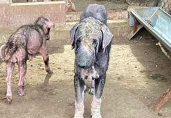 Barınaktaki tepki çeken görüntülere soruşturma